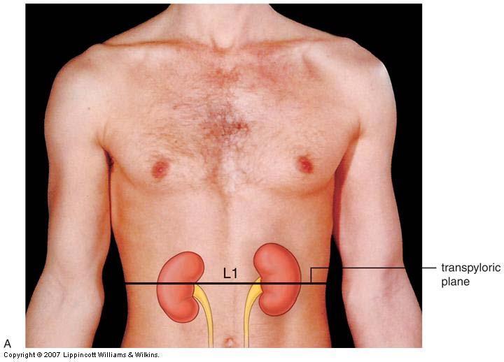 kidney could be palpable at lumbar region Moves about 1 in up and