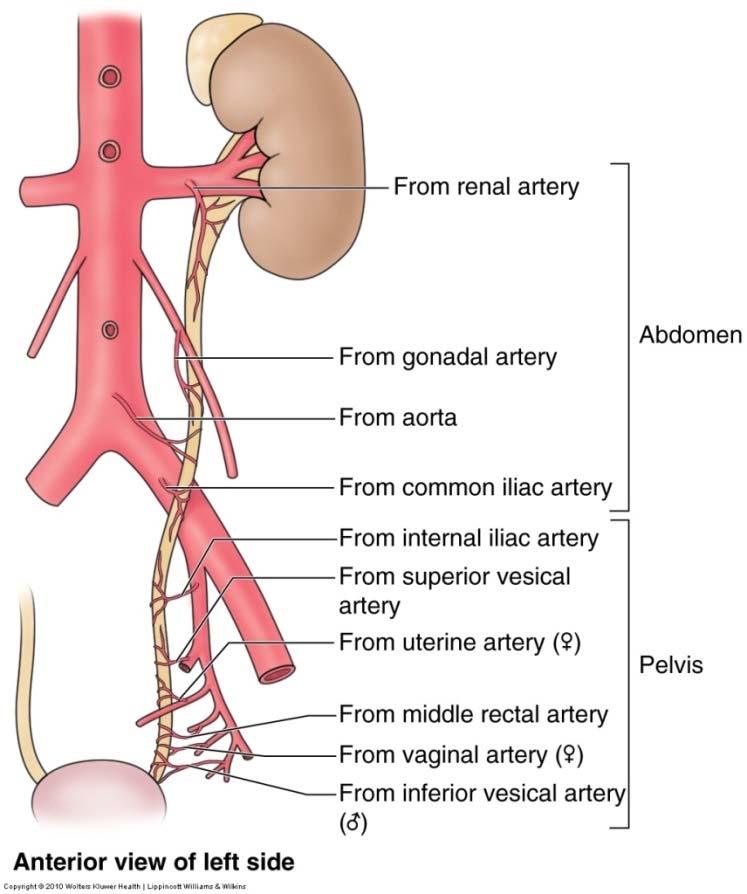 iliac nodes Nerve supply Renal & gonadal