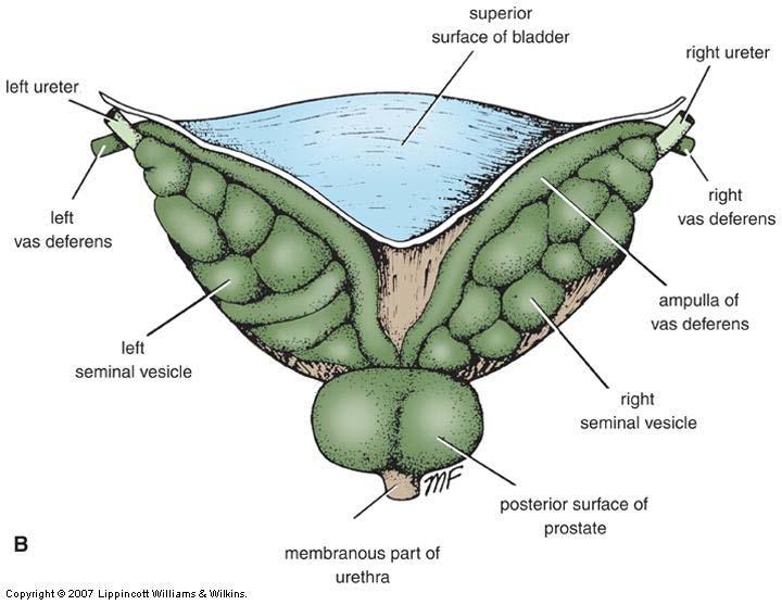 Urinary Bladder Shape and surfaces It is pyramidal in shape Apex anteriorly Median umbilical