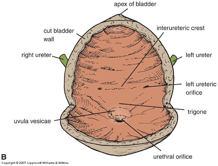 Urinary Bladder: Internal Structure Mucus membrane folds Disappear on distention Trigone is the mucus membrane of the bladder base Always smooth flat area Bordered by 2 ureteral openings (above) &