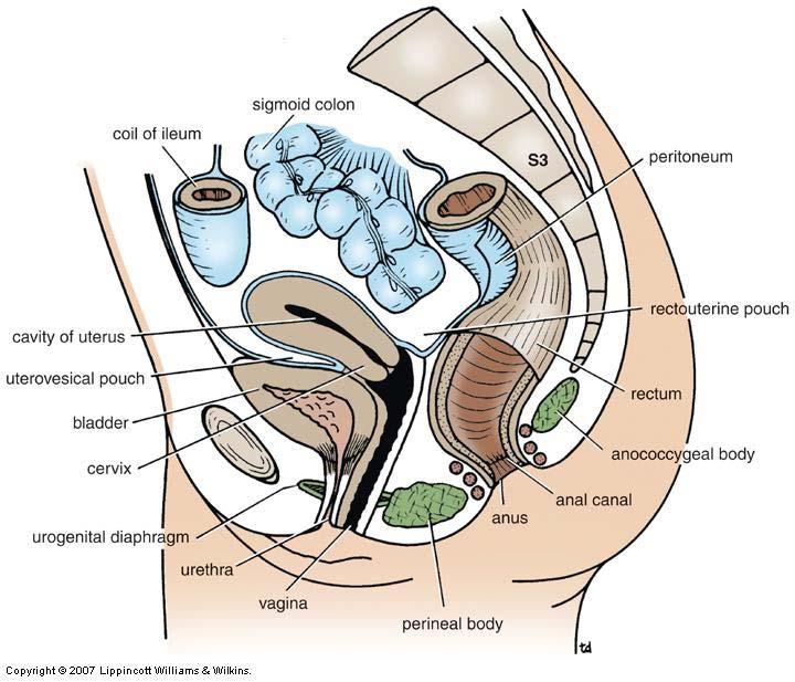 Urinary Bladder Relations in Female Anteriorly abdominal wall, retropubic pad of fat & pubic symphysis Laterally