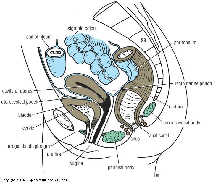 Internal urethral orifice at bladder neck External urethral orifice