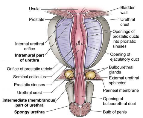 Male Urethra Length 8 in. from bladder neck to glans penis Parts Prostatic urethra (1.25 in.