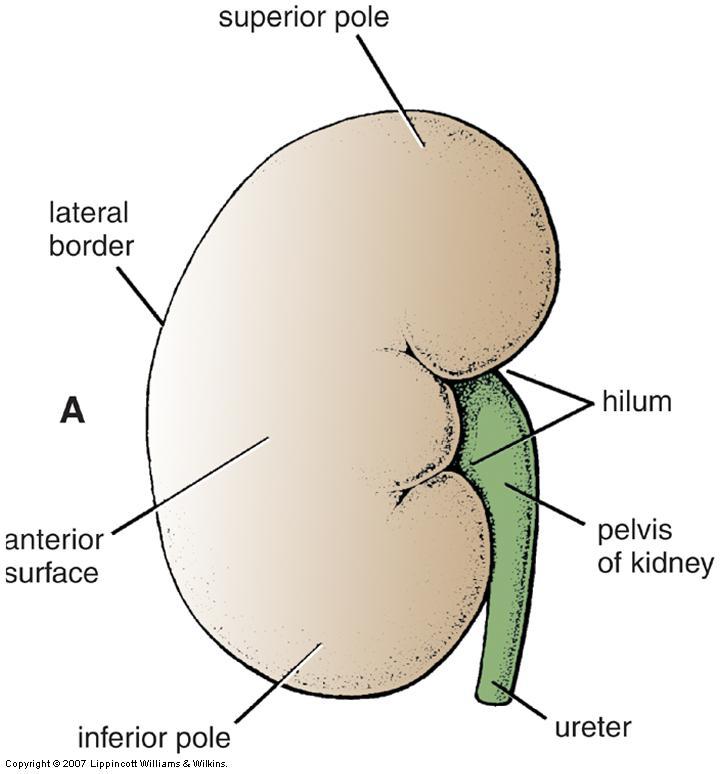 External Anatomy of Kidney Superior & inferior poles Lower pole of R.