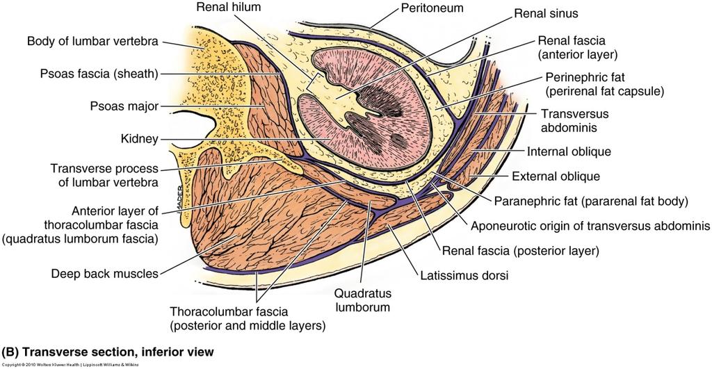 Kidney Coverings Renal capsule (fibrous capsule) = transparent membrane maintains organ