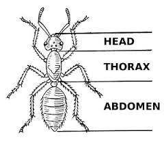 slideshow (1 piece) Insect Puzzle pieces (24 pieces total) Head (1piece) Thorax (1piece) Abdomen (1 piece) 6 legs 2 antennae