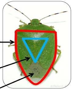 An identifying characteristic of true bugs is the triangle or scutellum in the middle of the back.