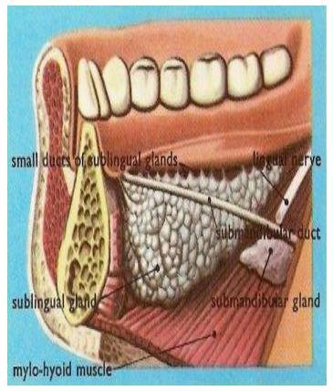 located with the deep part of the submandibular gland between two muscles (mylohyoid and hyoglossus).