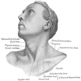 Lymph Node Progression Predictable and orderly disease progression Anterior primaries may spread directly to the mid cervical lymph nodes The closer to the midline the greater the likelihood of