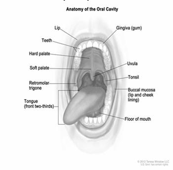Anatomy Lip and Oral Mucosa of the Lip Buccal Mucosa Lower Alveolar Ridge Upper Alveolar Ridge Retromolar Gingiva Floor of the Mouth Hard Palate Anterior Two Thirds of the Tongue 10 Coding Primary