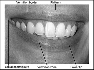 Coding Primary Site When the point of origin cannot be determined, use a topography code for overlapping sites: C02.8 Overlapping lesion of tongue C08.