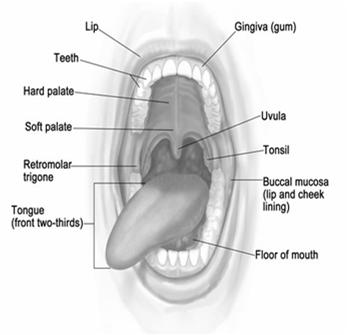 19 Hard Palate This is the semilunar area between the upper alveolar ridge and the mucous membrane covering the