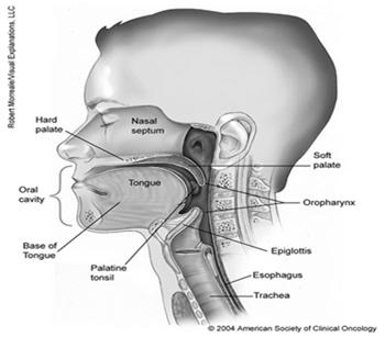 Oral Important Landmarks Cortical bone (mandible or maxilla) Deep