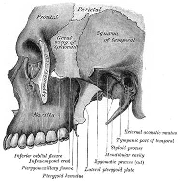 Important Landmarks Masticator space Pterygoid plates Base of the