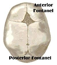 1. Frontal (anterior) between parietal & frontal bones; diamond shaped; largest; closes within 18 24