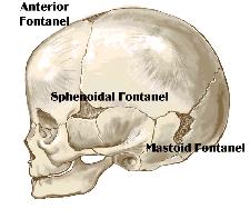 3. Sphenoidal (anterolateral) paired; at the junction of the frontal, parietal, temporal & sphenoid bones ;