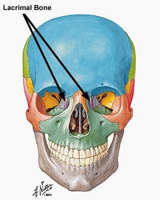 4. Lacrimal Bones smallest facial bone;