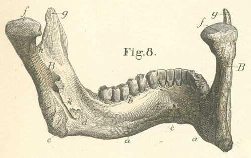 E. Condylar process knob like process; posterior; forms temporal mandibular joint F.