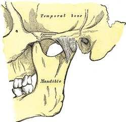 C. Zygomatic process bridge of bone that joins with cheekbone D.