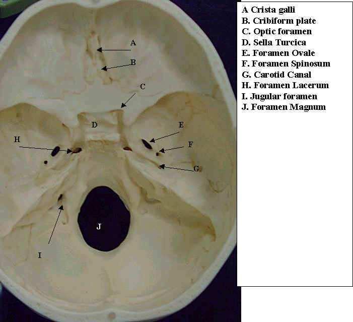 E. Jugular foramen found at junction of occipital & temporal bones; opening for