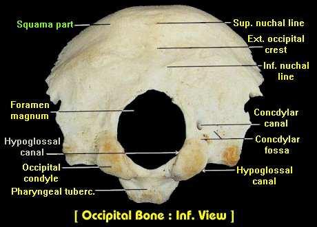 4. Occipital Bone most posterior bone; forms base of skull A.