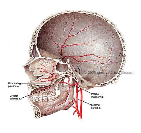 The blood supply to these benign tumours is most commonly from the internal maxillary artery.