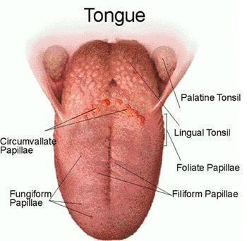 Three types of papillae are present on the upper surface of the anterior two thirds of the tongue: the filiform papillae, the fungiform papillae, and the vallate papillae.