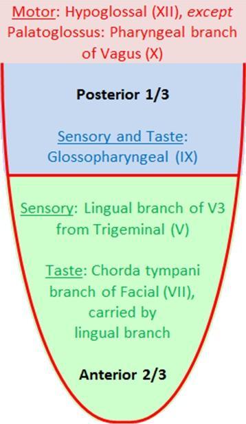 Sensory Innervation Anterior two thirds: Lingual nerve branch of mandibular division of trigeminal nerve (general sensation) and chorda tympani branch of the facial nerve (taste) Posterior third: