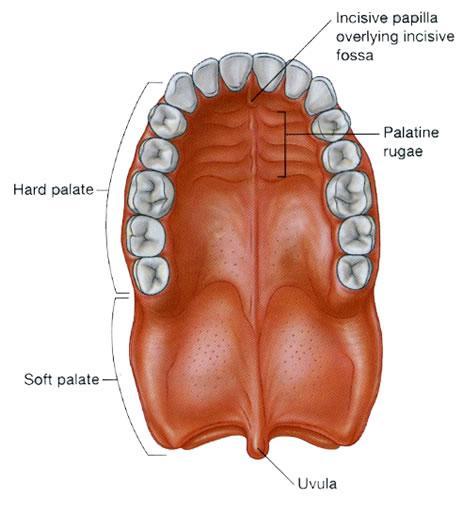The Palate The palate forms the roof of the mouth and the floor of the nasal cavity. It is divided into two parts: the hard palate in front and the soft palate behind.