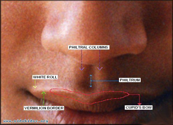 The Mouth The Lips The lips are two fleshy folds that surround the oral orifice They are covered on the outside by skin and are lined on the inside by mucous membrane the substance of the lips is