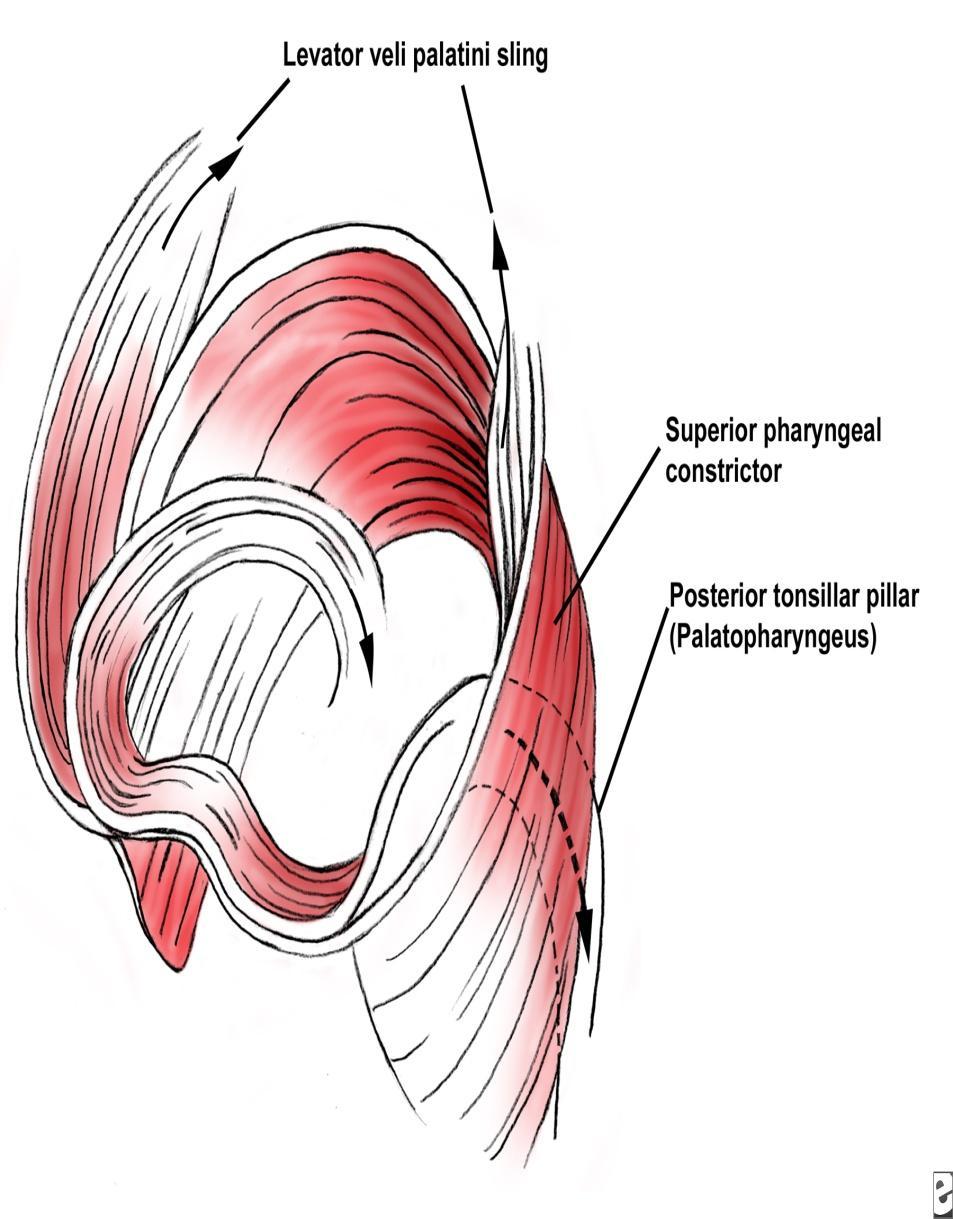 Levator veli palatini : O: Petrous part of temporal bone, auditory tube I: Palatine aponeurosis Innerv.
