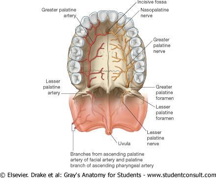 Nerve Supply of the Palate The greater and lesser palatine nerves from the maxillary division of the trigeminal nerve enter the palate through the greater and lesser palatine foramina The