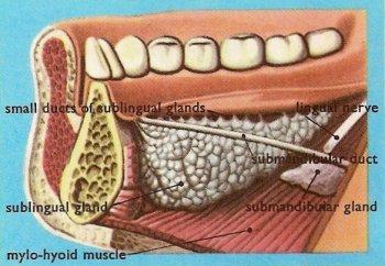 Sublingual Gland The sublingual gland lies beneath the mucous membrane (sublingual fold) of the floor of the mouth, close to the frenulum of the tongue It has both serous and mucous acini, with the
