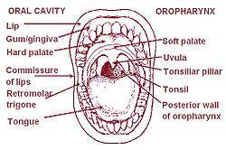 The Mouth Cavity The mouth extends from the lips to the pharynx The entrance into the pharynx, the oropharyngeal