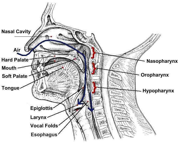 The Pharynx The pharynx has a musculomembranous wall, which is deficient anteriorly.