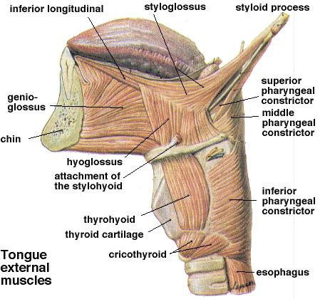 Middle constrictor Lower part of stylohyoid ligament, lesser and greater