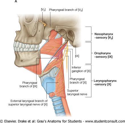 Sensory Nerve Supply of the Pharyngeal Mucous Membrane Blood Supply of the Pharynx Ascending pharyngeal, tonsillar branches of facial arteries, and branches of maxillary and