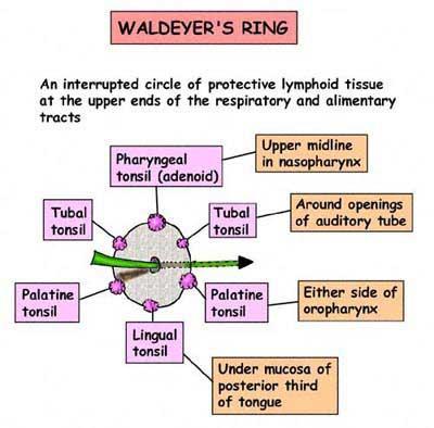Waldeyer's Ring of Lymphoid Tissue The lymphoid tissue that surrounds the opening into the respiratory and digestive systems forms a ring The lateral part of the ring is formed by the palatine