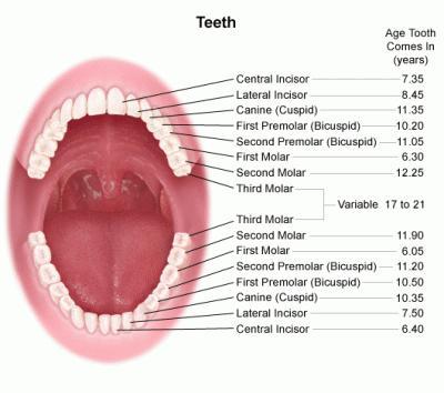 Permanent Teeth There are 32 permanent teeth: four incisors, two canines, four premolars, and six molars in each jaw They begin to erupt at 6 years of age