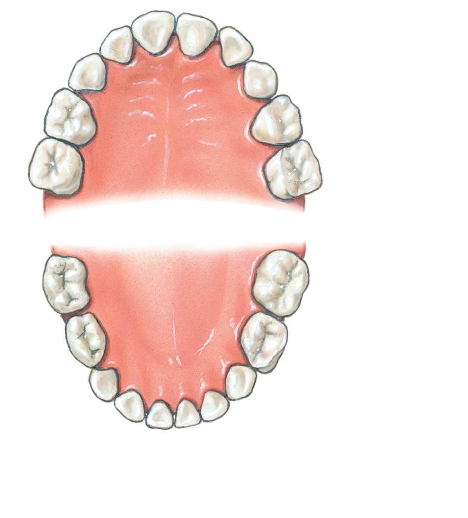 Figure 25.7d Teeth Central incisors (7.