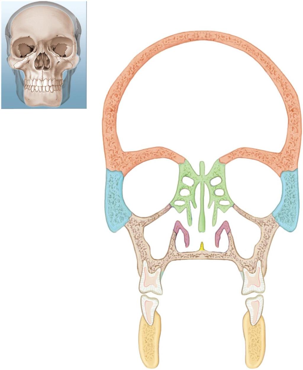 The Skull Cranial cavity Frontal bone Ethmoid air cells Ethmoid bone Nasal conchae Vomer Superior