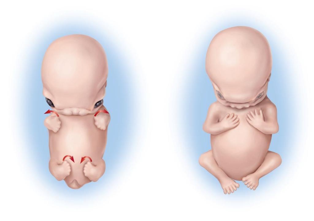 The Ankle and Foot Future thumb Thumb Elbow (a) Seven weeks Future great toe (b) Eight weeks Rotation of upper and lower limbs in opposite directions Starts seventh week of embryonic development