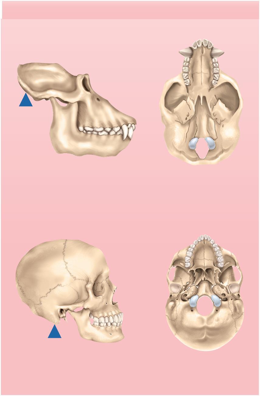 Skeletal Adaptations for Bipedalism (f) Skull Supraorbital ridge Pivot