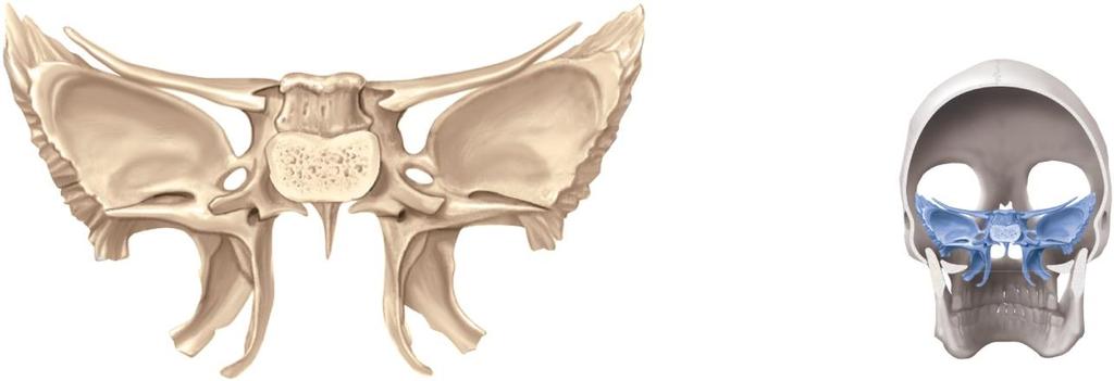 The Sphenoid Bone Lesser wing Greater wing Body Foramen ovale Lateral pterygoid plate Medial pterygoid plate (b) Posterior view Dorsum sellae Superior orbital fissure Foramen rotundum Pterygoid