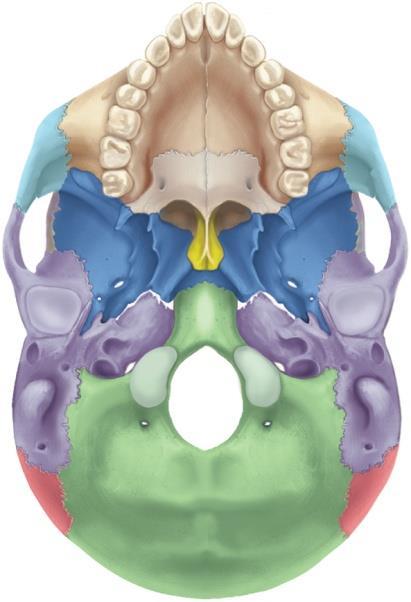 Temporal bone Ethmoid bone Zygomatic bone Inferior nasal concha Maxilla Figure 8.