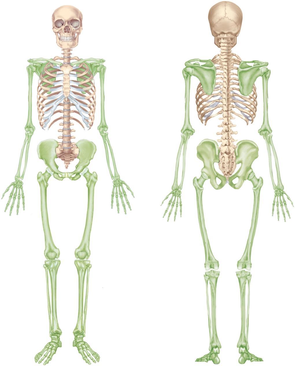 Overview of the Skeleton Skull Pectoral girdle Thoracic cage Pelvis Frontal bone Maxilla Mandible Clavicle Scapula Sternum Ribs Costal cartilages Vertebral column Hip bone Sacrum Coccyx Carpus