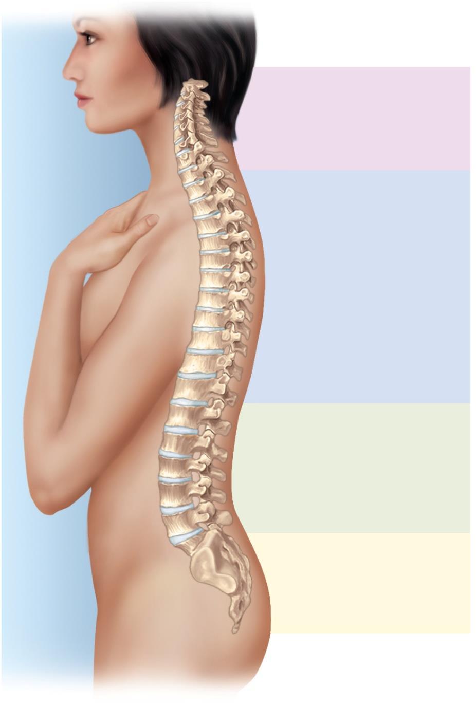 General Features of the Vertebral Column C1 C7 T1 Cervical curvature Thoracic curvature T12 L1 S-shaped vertebral