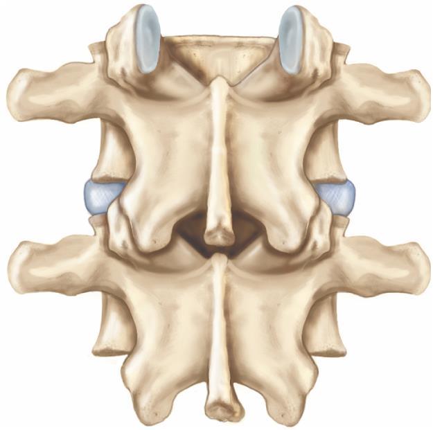 The Cervical Vertebrae Transverse process Body (centrum) Intervertebral disc Inferior articular process of L2 Superior articular process of L3 Lamina L2 L3 (a) Posterior (dorsal) view Figure 8.