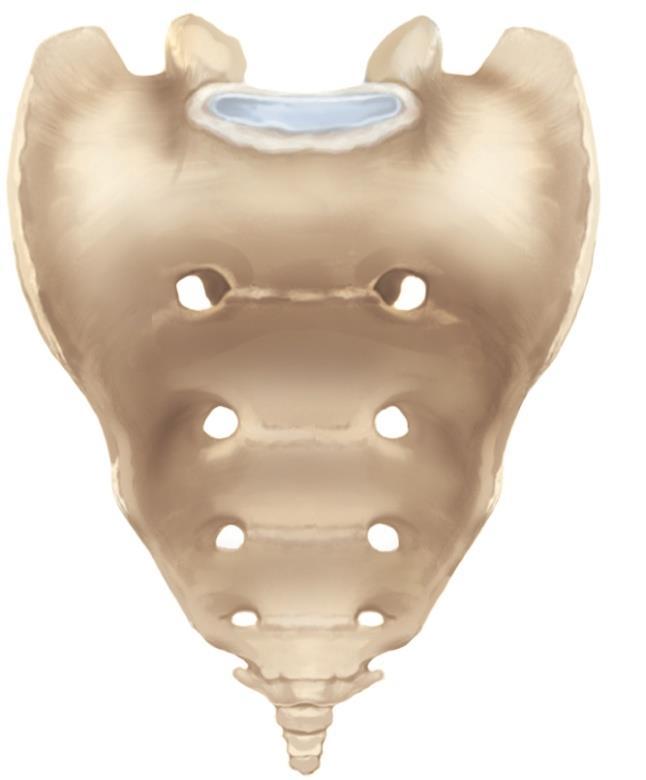 The Sacrum Sacrum bony plate that forms posterior wall of pelvic cavity Once considered seat of the Ala Transverse lines Anterior sacral foramina Coccyx S1 S2 S3 S4 S5 Co1 Co2 Co3 Co4 (a) Anterior