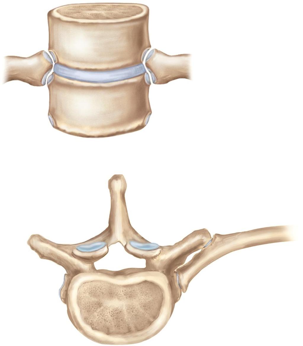 The Ribs Rib 6 Vertebral body T5 Vertebral body T6 (a) Anterior view Inferior costal facet of T5 Superior articular facet of rib 6 Inferior articular facet of rib 6
